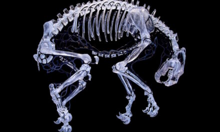 Adhesives play key role in glass sculpture of a female Polar Bear